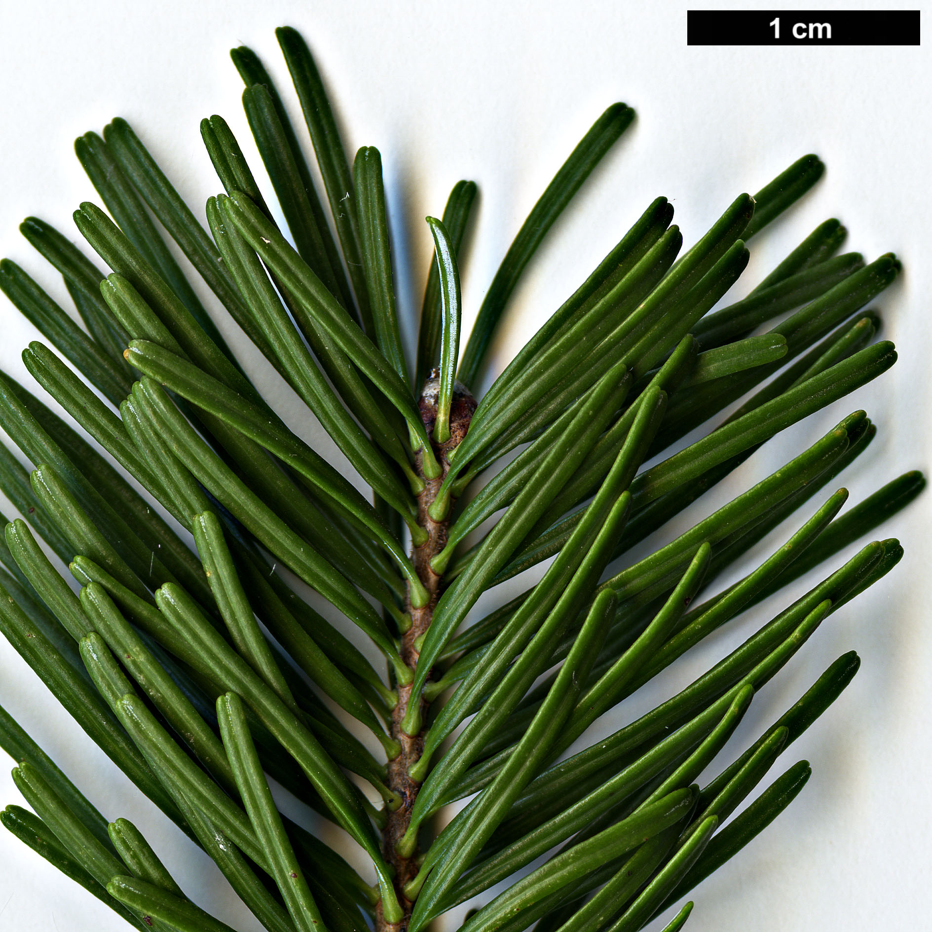 High resolution image: Family: Pinaceae - Genus: Abies - Taxon: sachalinensis 